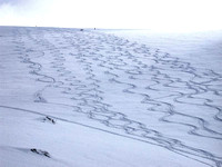 Tracks on glacier